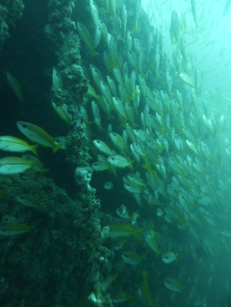 ThailandDive Nov17 0413.jpg