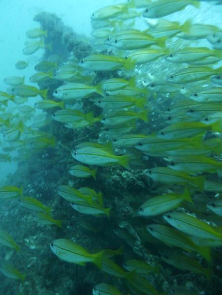 ThailandDive Nov17 0415.jpg