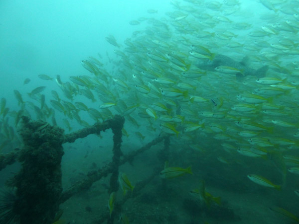 ThailandDive Nov17 0419.jpg