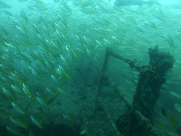 ThailandDive Nov17 0420.jpg