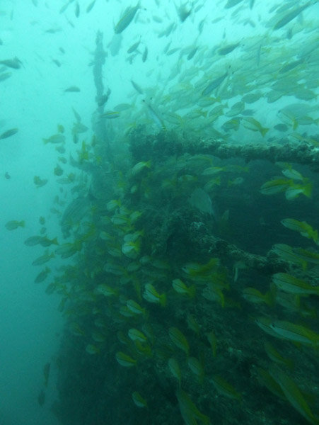 ThailandDive Nov17 0427.jpg