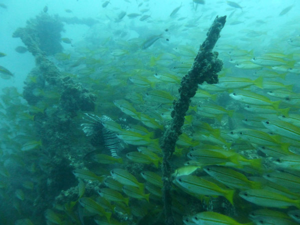 ThailandDive Nov17 0429.jpg