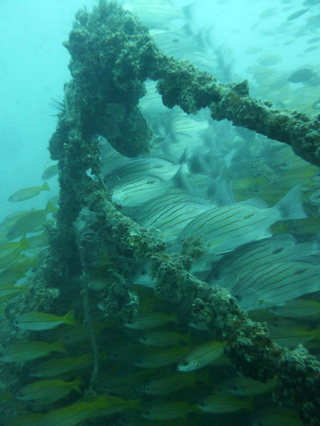 ThailandDive Nov17 0430.jpg