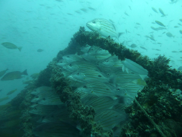 ThailandDive Nov17 0431.jpg