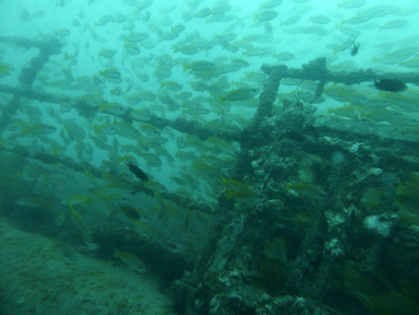 ThailandDive Nov17 0433.jpg