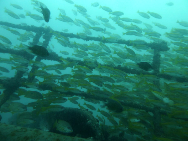 ThailandDive Nov17 0434.jpg