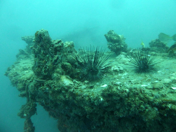ThailandDive Nov17 0436.jpg
