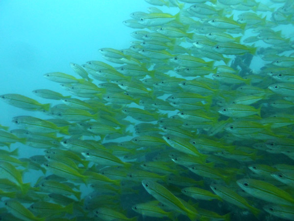 ThailandDive Nov17 0438.jpg