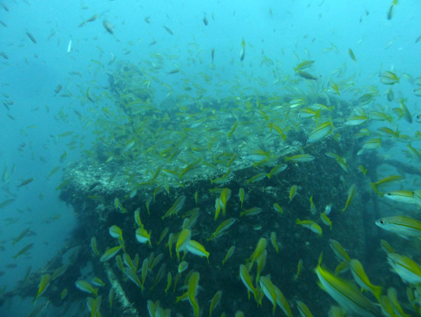ThailandDive Nov17 0440.jpg
