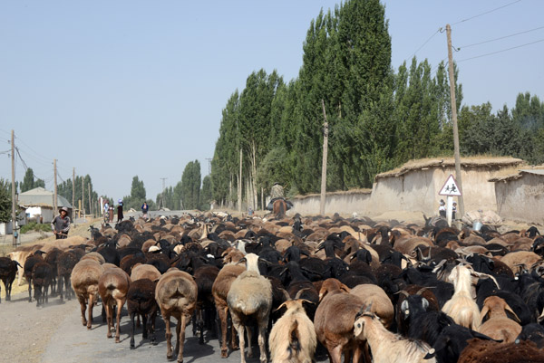 Sheep jam, not uncommon