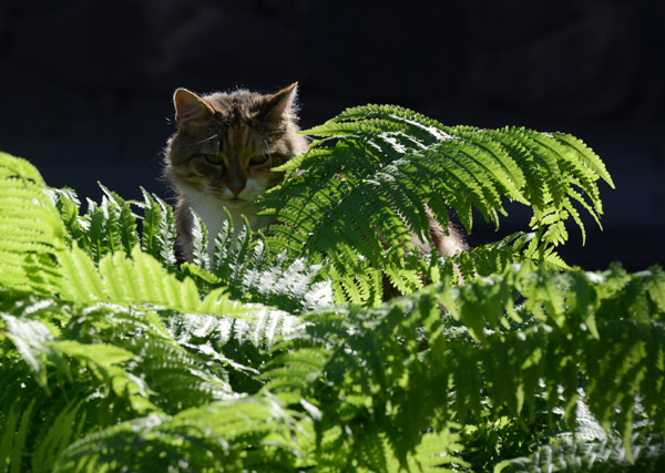 Cat behind green ferns, Vilnius