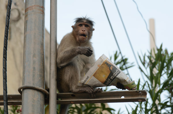 Monkey on a post with the morning newspaper