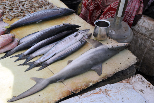 Baby shark at the roadside fish market, Chennai