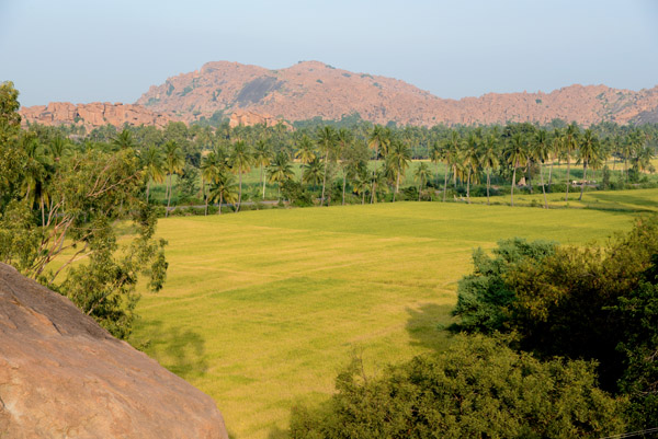 Rice fields near Hampi