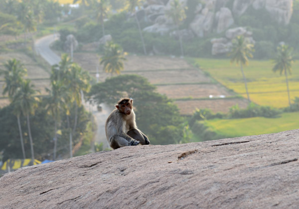 Monkey on Anjaneya Hill, not a surprise at a Hanuman temple