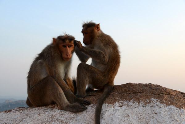 A pair of monkeys grooming, Anjaneya Hill