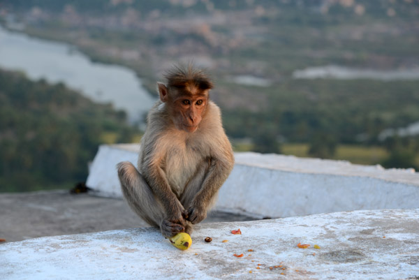 Young monkey, Anjaneya Hill