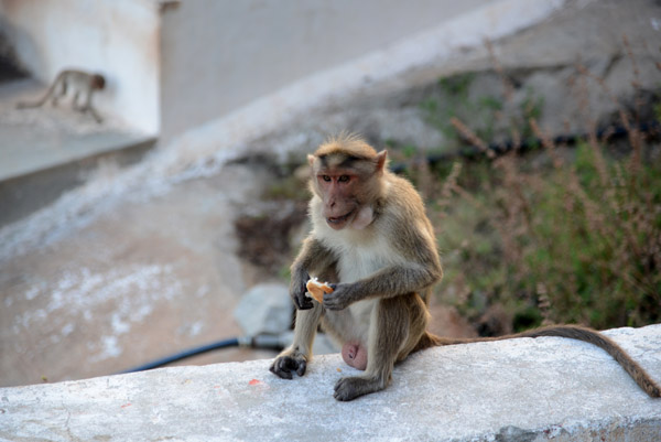 Monkey with a piece of bread, Anjaneya Hill