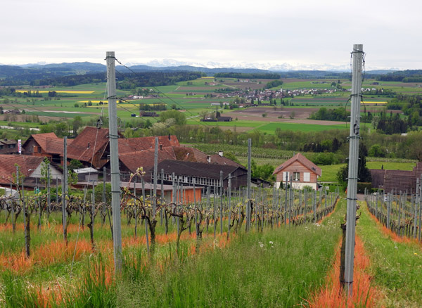 Vineyards, Niederneuforn, Kanton Thurgau 