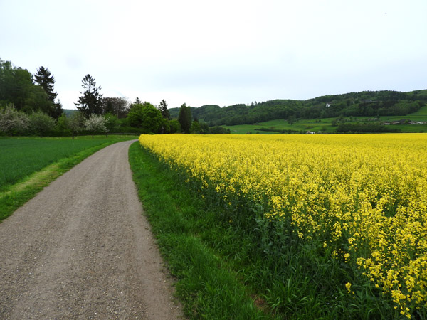 Rheinradweg with Rapsfelder (Rape Seed Fields)