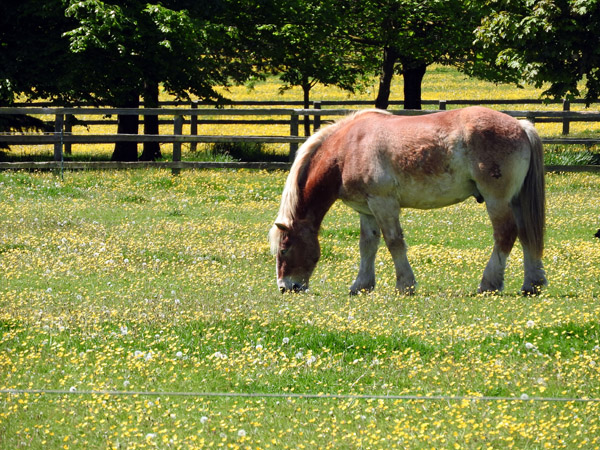 Grazing horse, Buckinghamshire