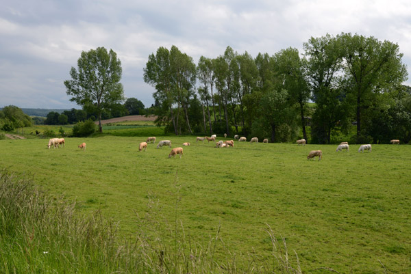 Cattle grazing, Limburg, Netherlands
