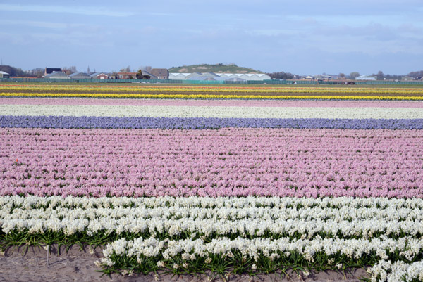 Fields of pink, purple and white flowers, De Bollenstreek, Nordwijkerhout