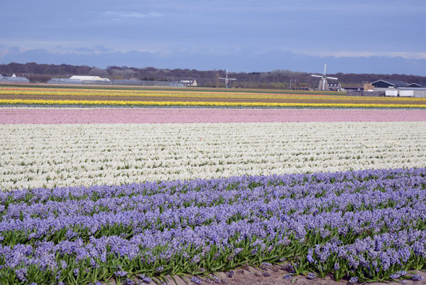 De Bollenstreek with the windmills Hogeveensemolen and Lageveensemolen in the distance, Noordwijkerhout