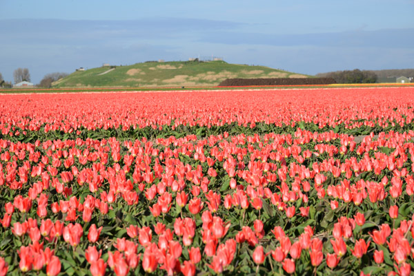 Tulip fields - De Bollenstreek, Noordwijkerhout