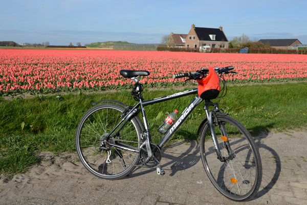Cycling the tulip fields of De Bollenstreek, Noordwijkerhout