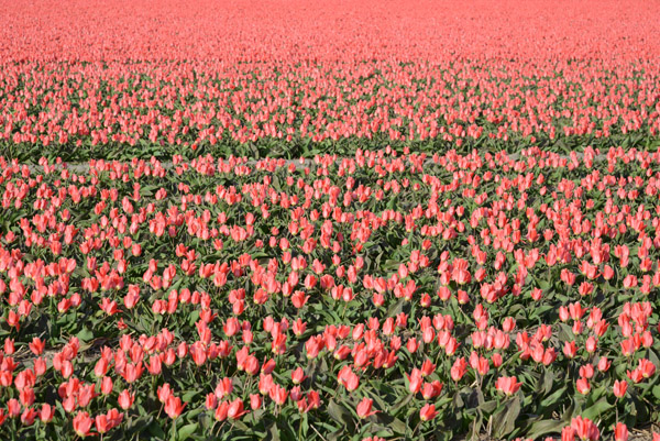 Tulip fields - De Bollenstreek, Noordwijkerhout