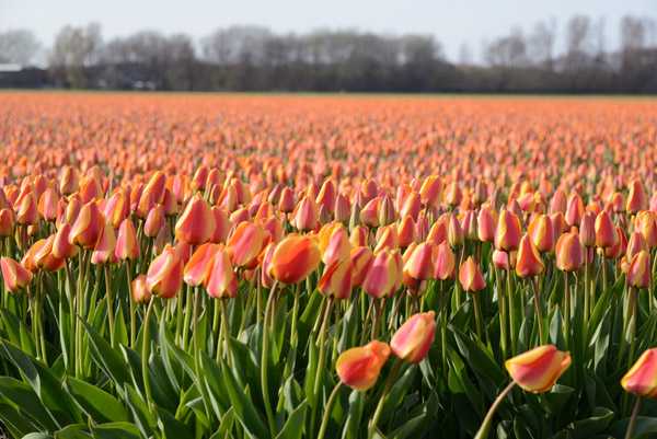 Tulip fields - De Bollenstreek between Noordwijkerhout and De Zilk