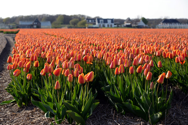 Tulip fields - De Bollenstreek between Noordwijkerhout and De Zilk