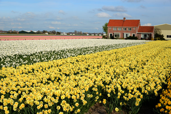 Flower fields, Zilkerbinnenweg 42, De Zilk