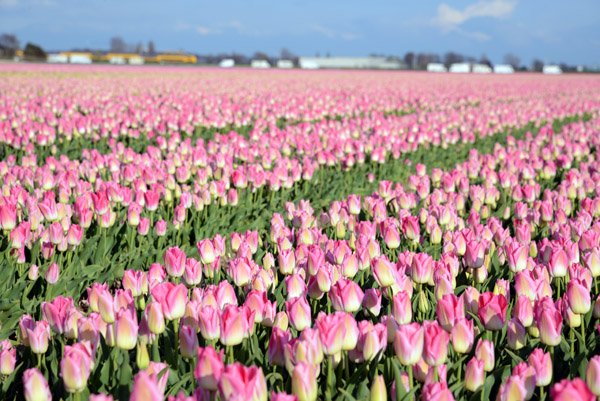 Fields of pink tulips, Zilkerbinnenweg, De Zilk