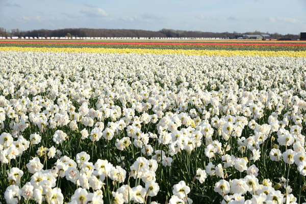 Flower fields, De Bollenstreek, Zilkerbinnenweg, De Zilk