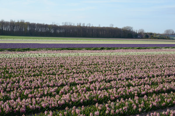 Flower fields, De Bollenstreek, Zilkerbinnenweg, De Zilk