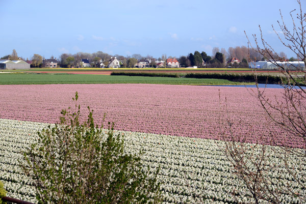 De Bollenstreek - flower fields south of Margrietenlaan, Hillegom
