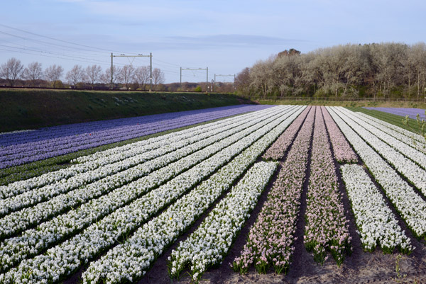 Flower fields along the railroad tracks, Nieuweweg, Hillegom