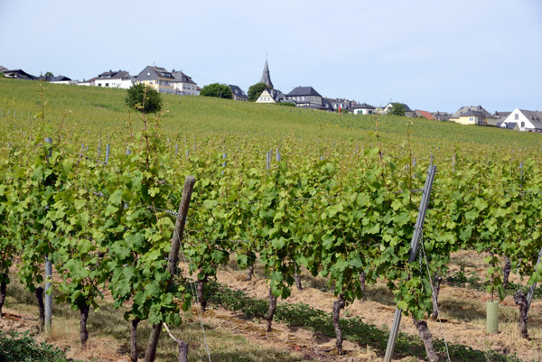 Rheingau Vineyards, Oestrich-WInkel