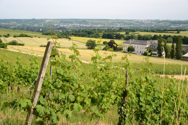 Vineyards between Eberbach and Erbach, Rheingau