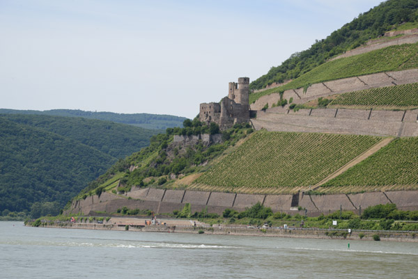 Burg Ehrenfels surrounded by vineyards on the Hessian side of the Rhine