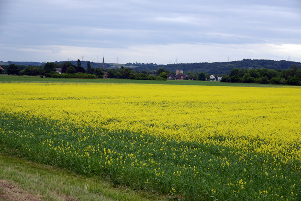 Rapsfeld - field of yellow rape seed flowers, Hennef
