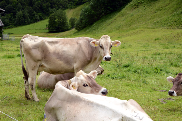 Swiss cows, Cumpadials, Canton Graubnden