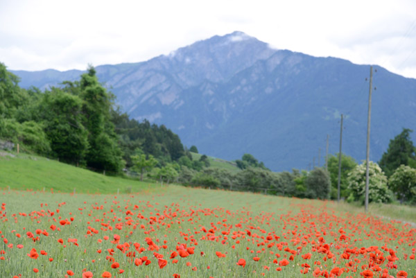 Field of poppies with Montalin, Asella Gasse