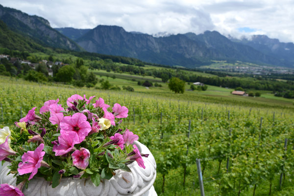 Vineyards and flowers, Jenins