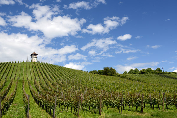 Vineyards around the Rebhuschen am Bodensee, Meersburg