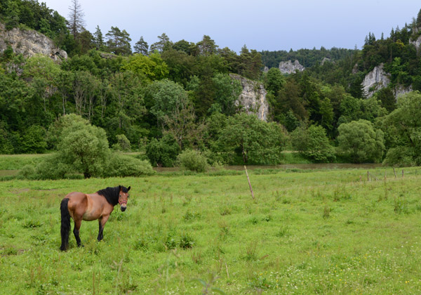 Horse grazing in a green field, Oberes Donautal