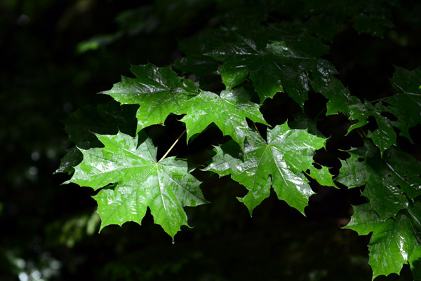 Leaves after a rain shower, Buchhalde-Oberes Donautal Nature Preserve