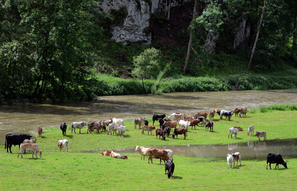 Herd of cows grazing along the Danube, Oberes Donautal